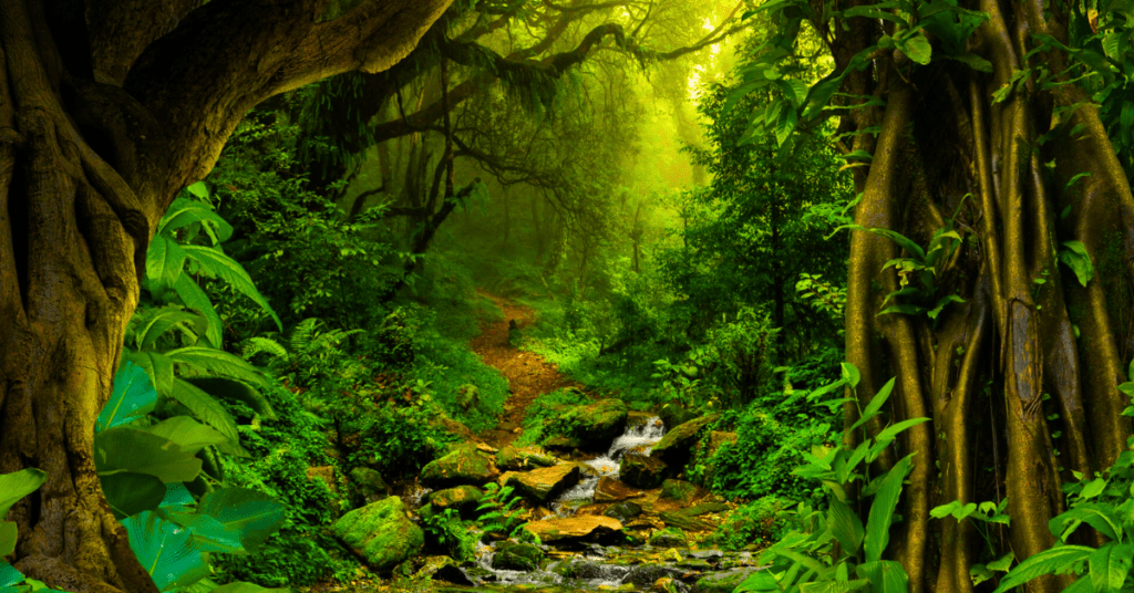 Amazon Rainforest, South America