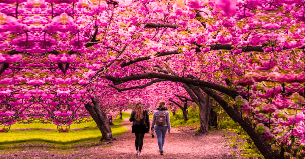 Cherry blossoms